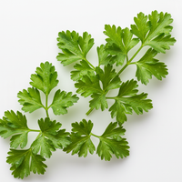 Parsley Leaf Extract